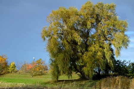 DSC 0201