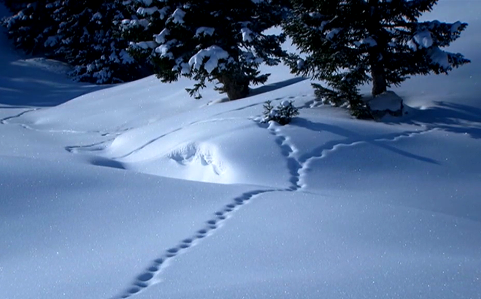 Catch Me If You Can-Austria