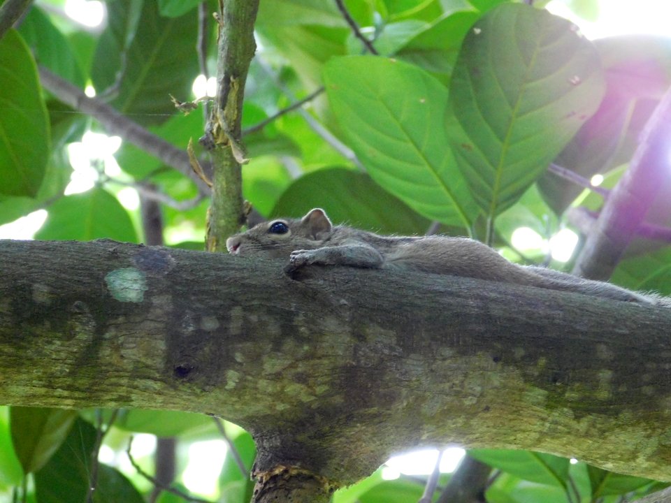 Squirrel on a tree