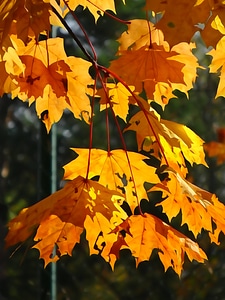 Yellow leaves autumn gold collapse photo