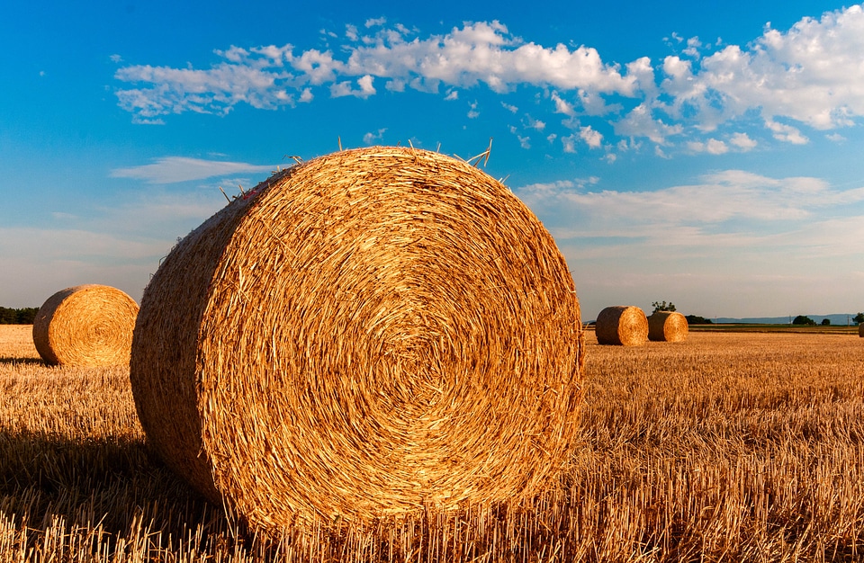 Summer straw harvested