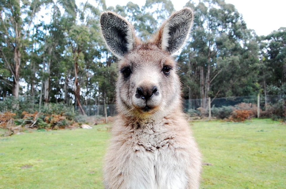 Wallaby australia animal