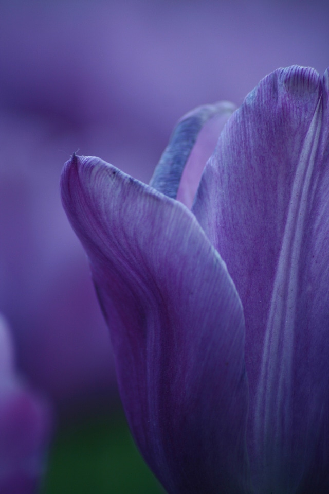 Flower garden nature