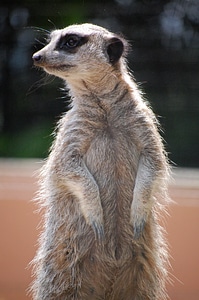 Animal fauna zoo