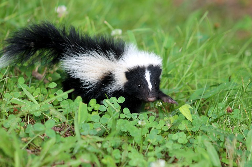 Baby Striped Skunk