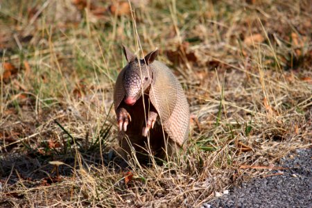 Nine-banded Armadillo