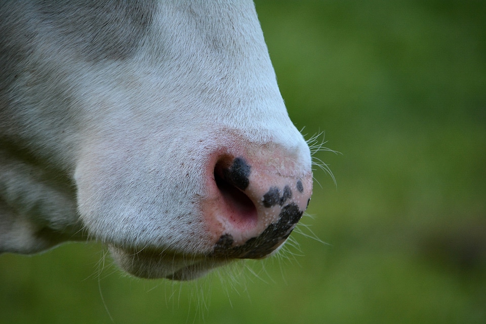 Animal foot nostrils