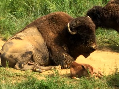 Elk Bison Prairie Aug 2015 (10)