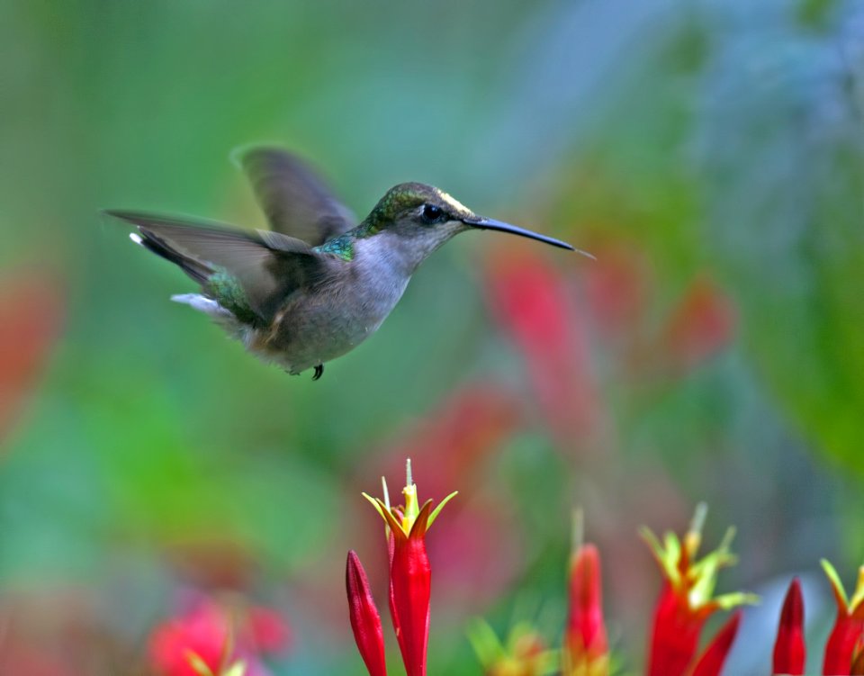 Ruby throated hummingbird, female, Bob Howdeshell (3)