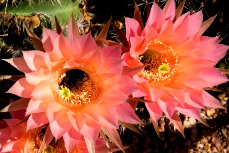 Pink Echinopsis photo