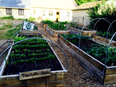 CSU Ext Vegetable Gardens