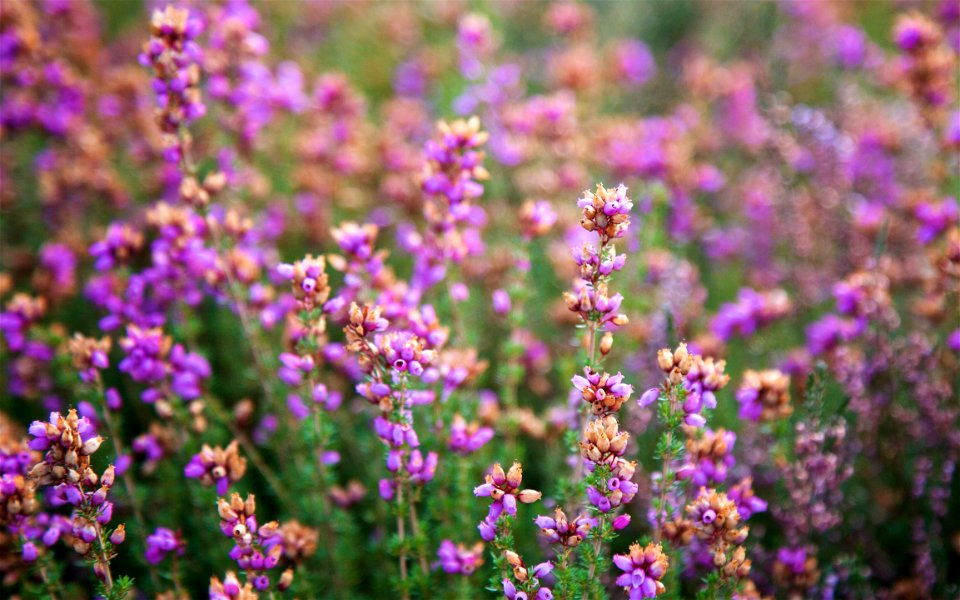 South Farnborough Landscape - Heather