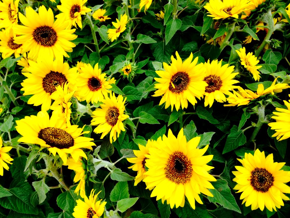Vegassunflowers