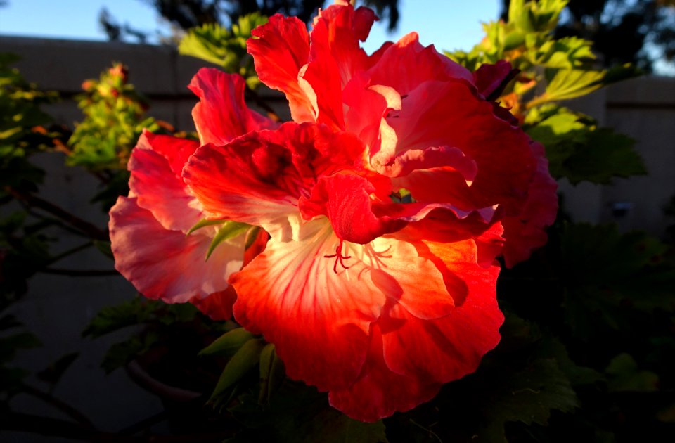 Mitcham. Pink and white pelargonium.