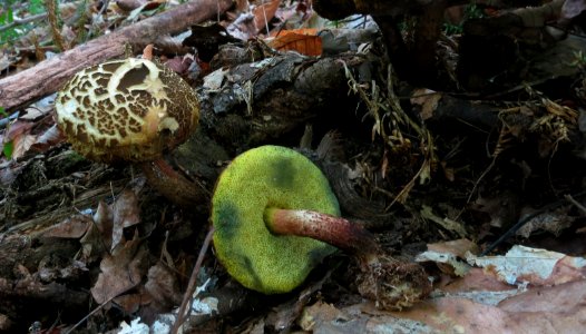 Boletellus chrysenteroides   Bolet faux-chrysenteron