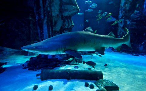 London Aquarium - Shark Tank
