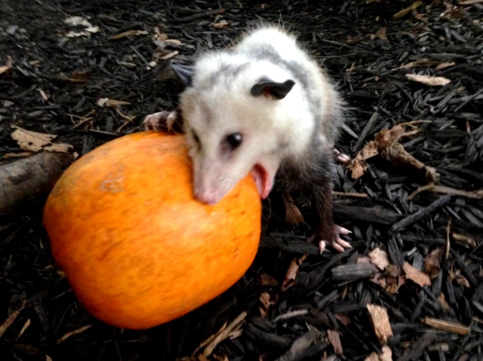 Nature Station Critters Prepare for Fall Festivities
