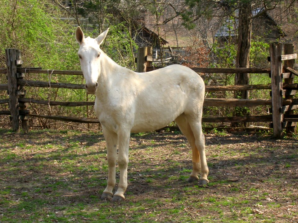 Mule