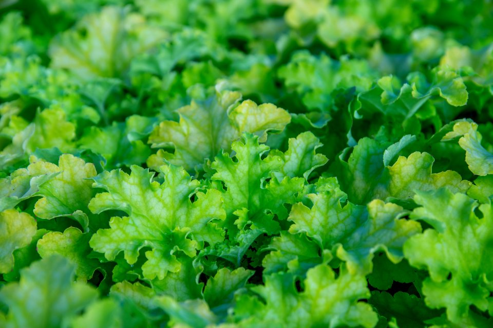 Heuchera Lime Ruffles