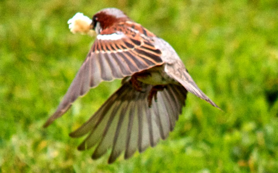Sparrow