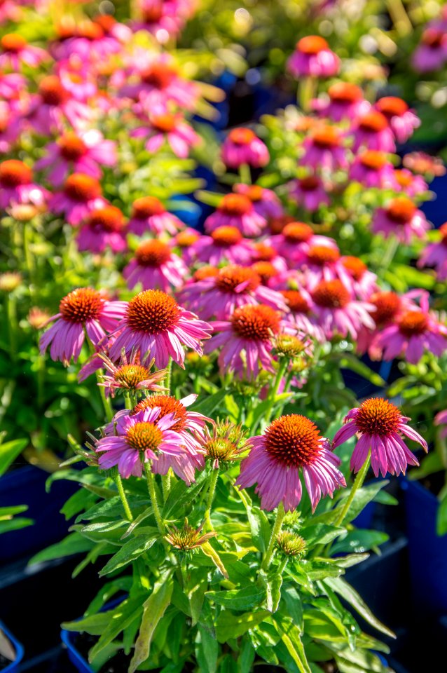 Echinacea Crazy Pink