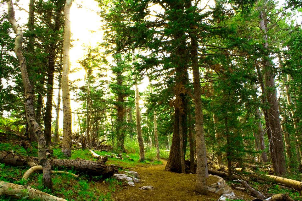 Forrest at Sandia Peak