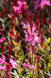 Gaura Pink Panache photo