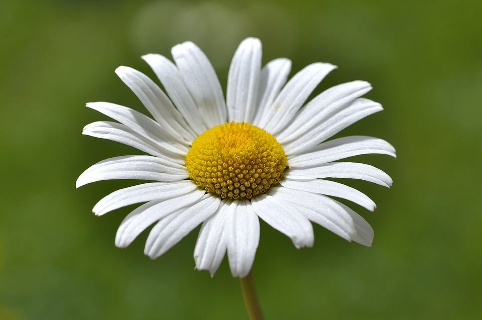 White meadow margerite macro