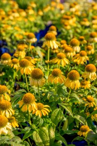 Echinacea Lemon Yellow