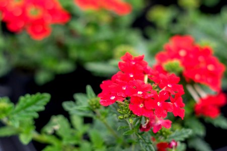 Verbena Estrella Up Vampire Red