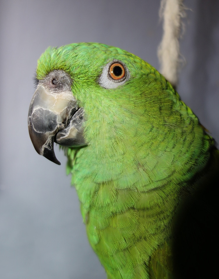 Green bird animal photo