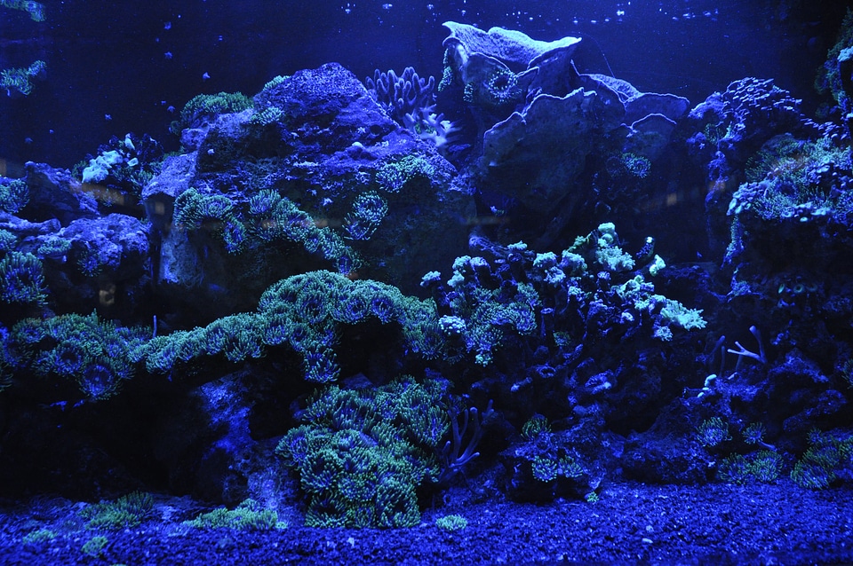 Water aquarium underwater