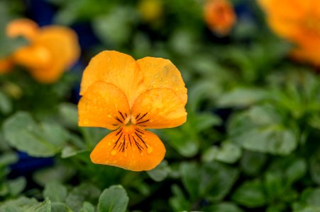 Viola Cornuta Apricot