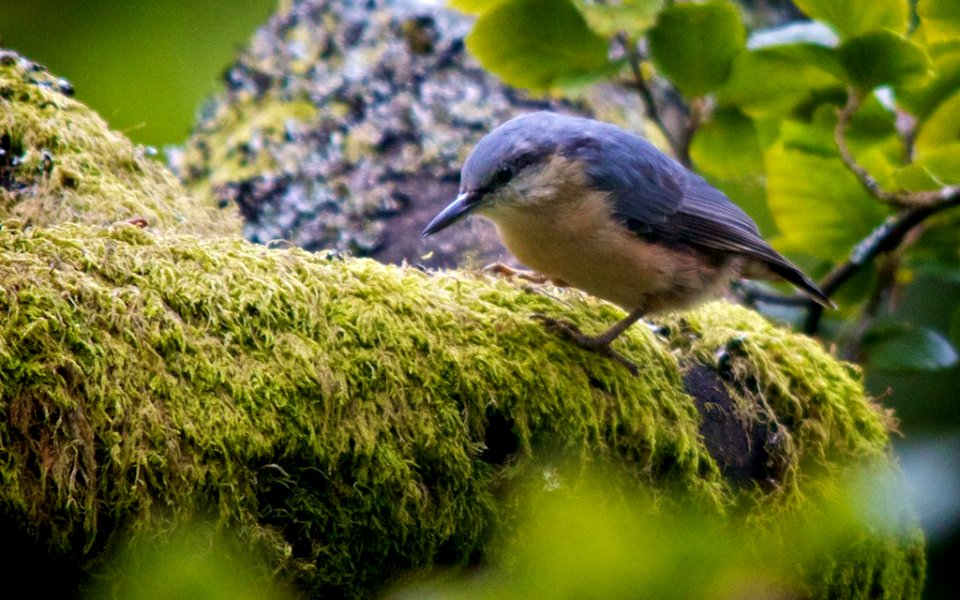 New Forest Wildlife