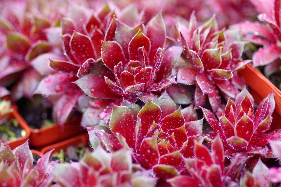 Sempervivum Beauty Spot