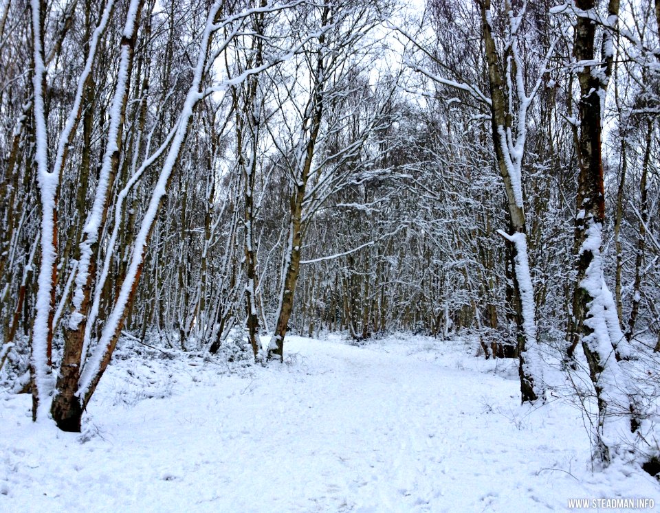 Southwood Winter Walk