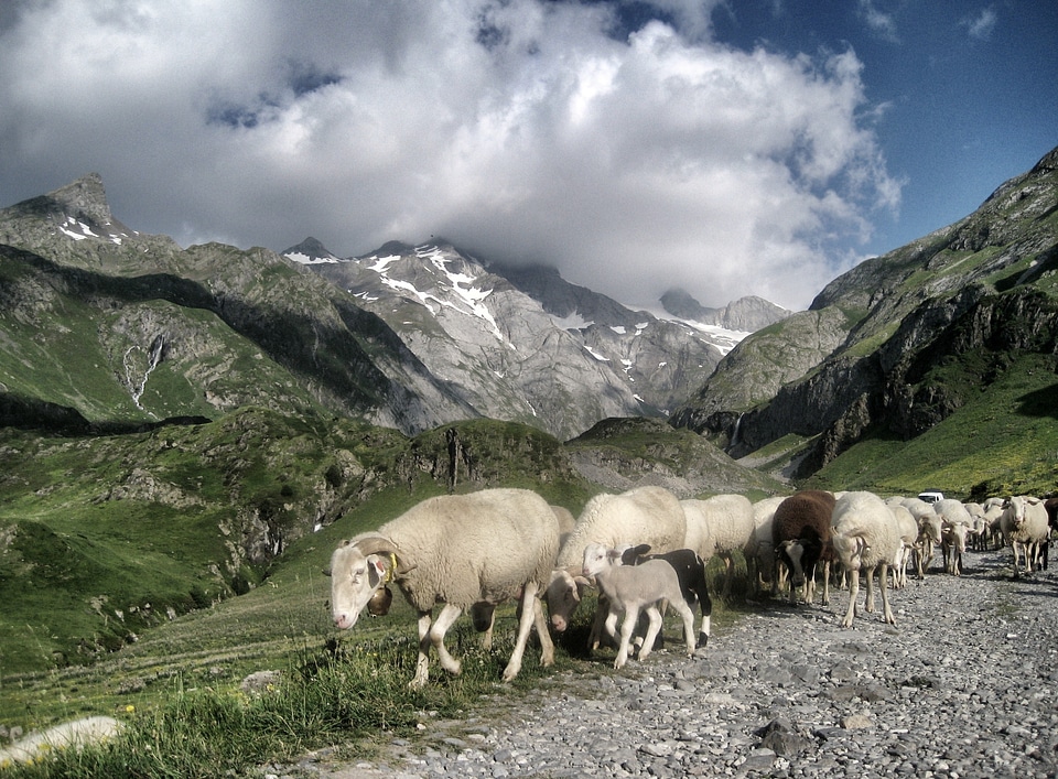 Mountains sheep hiking