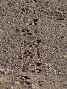 Wüstensand footprints oryx photo