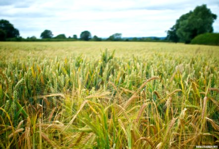 Marden Fields photo