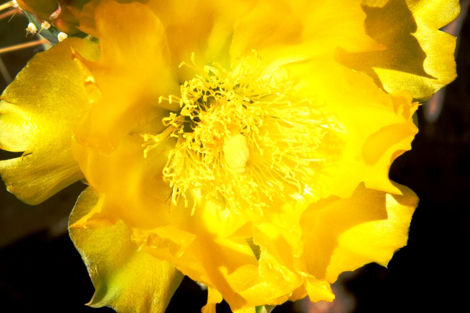 Yellow Prickly Pear Flower