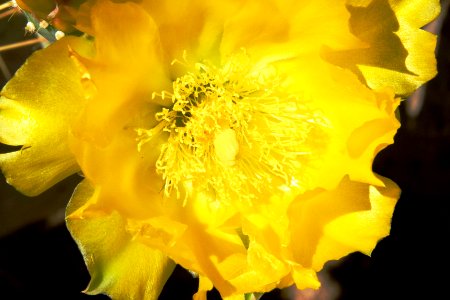 Yellow Prickly Pear Flower photo