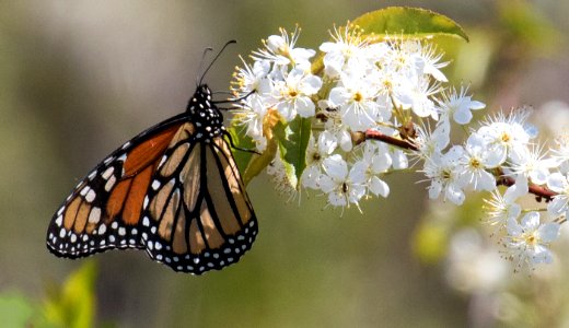 Monarch Butterfly on White Blossoms photo