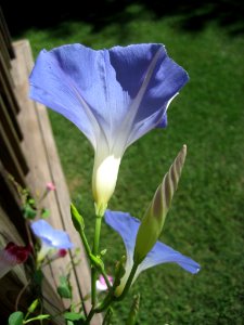 Morning Glories