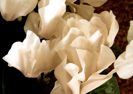 White Pelargonium photo