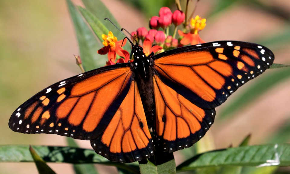 Monarch Butterfly