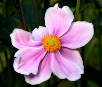 Pink Anemone