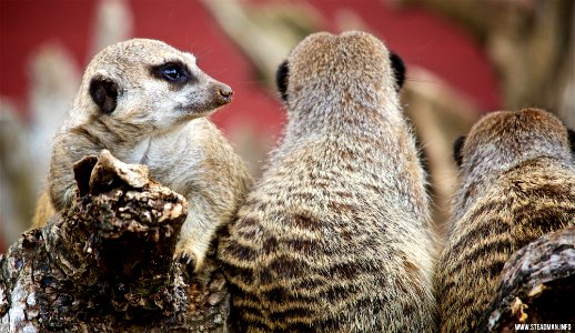 Marwell Zoo - Meerkat