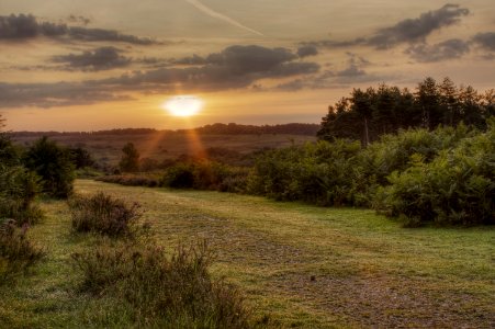 Sunrise in New Forest photo