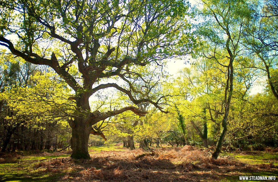 RAF Beaulieu And New Forest