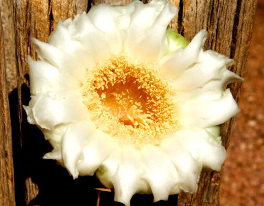 Saguaro Flower Closeup photo